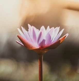 Fleur de lotus rose pâle en pleine éclosion sur sa tige, photographiée en gros plan avec un arrière-plan flou doré. Symbole de pureté et de bien-être, lumière douce et apaisante.