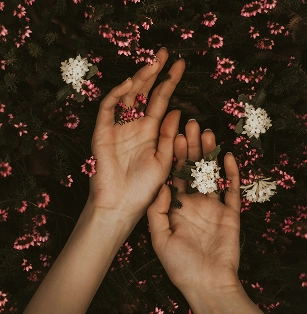 Deux mains ouvertes tenant de petites fleurs blanches, posées sur un tapis de fleurs roses et de verdure sombre. Image poétique évoquant la connexion à la nature et le bien-être.