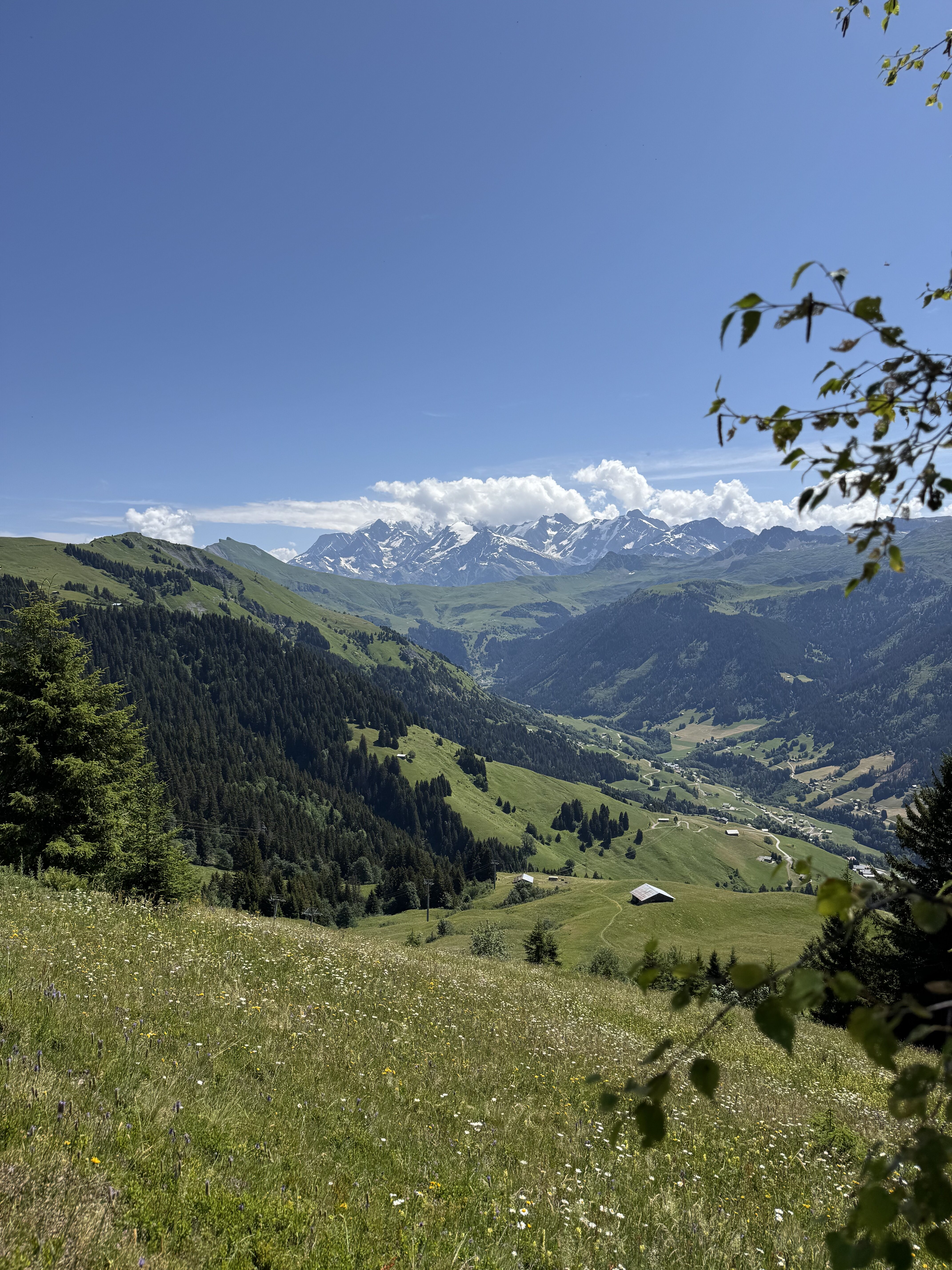 Vue panoramique sur la vallée alpine et les sommets enneigés, prairie fleurie au premier plan en été.